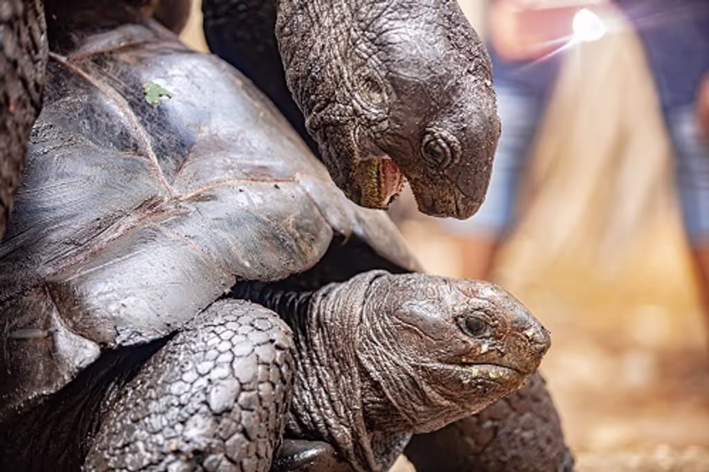 Zanzibar Private Tour - Meet the giant Aldabra tortoises of Prison Island.