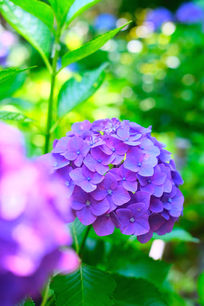 Tokyo Private Tour - Hortensia
