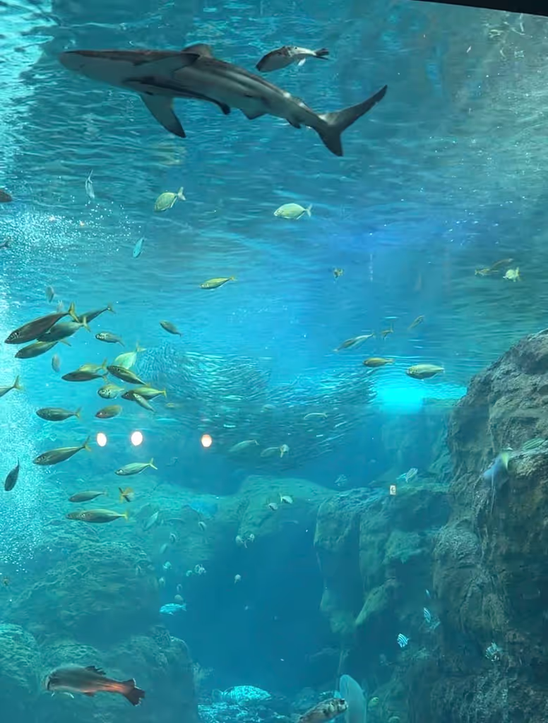Kamakura Private Tour - Enoshima Aquarium