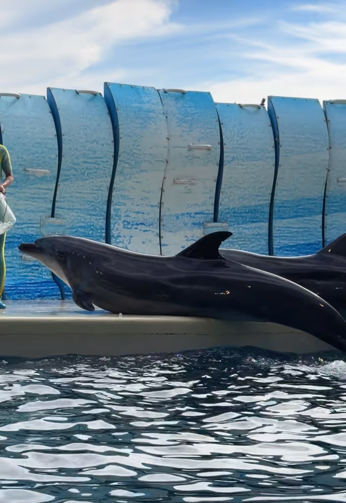 Kamakura Private Tour - Enoshima Aquarium