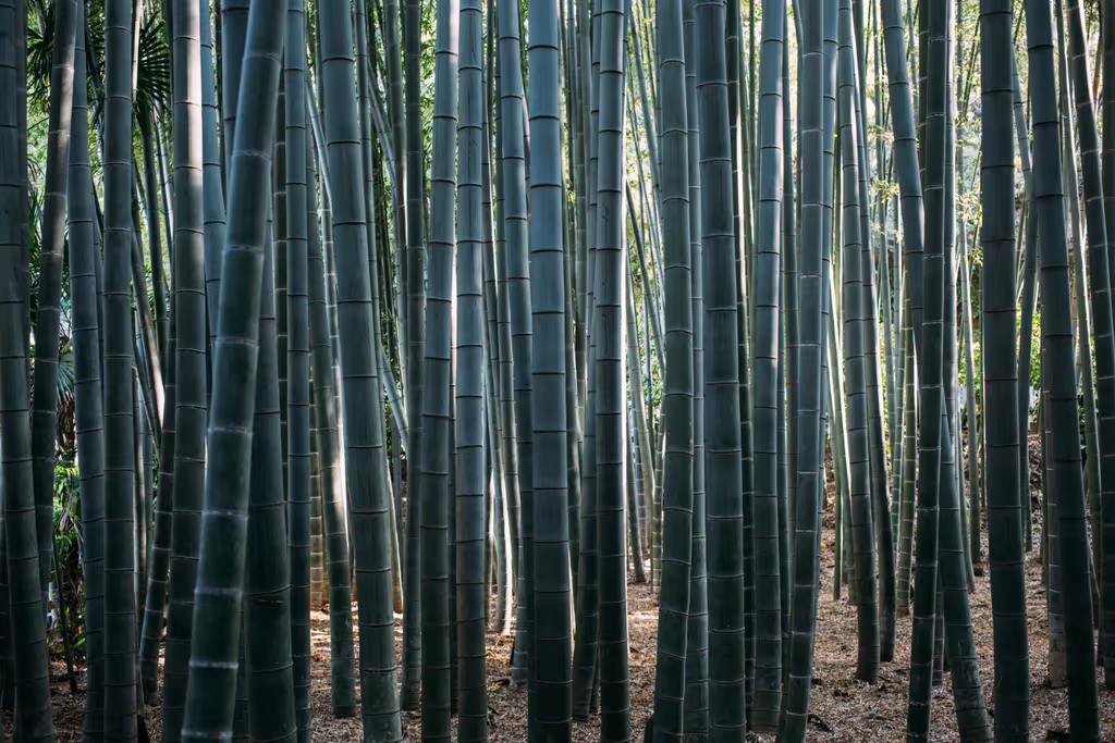 Kamakura Private Tour - 