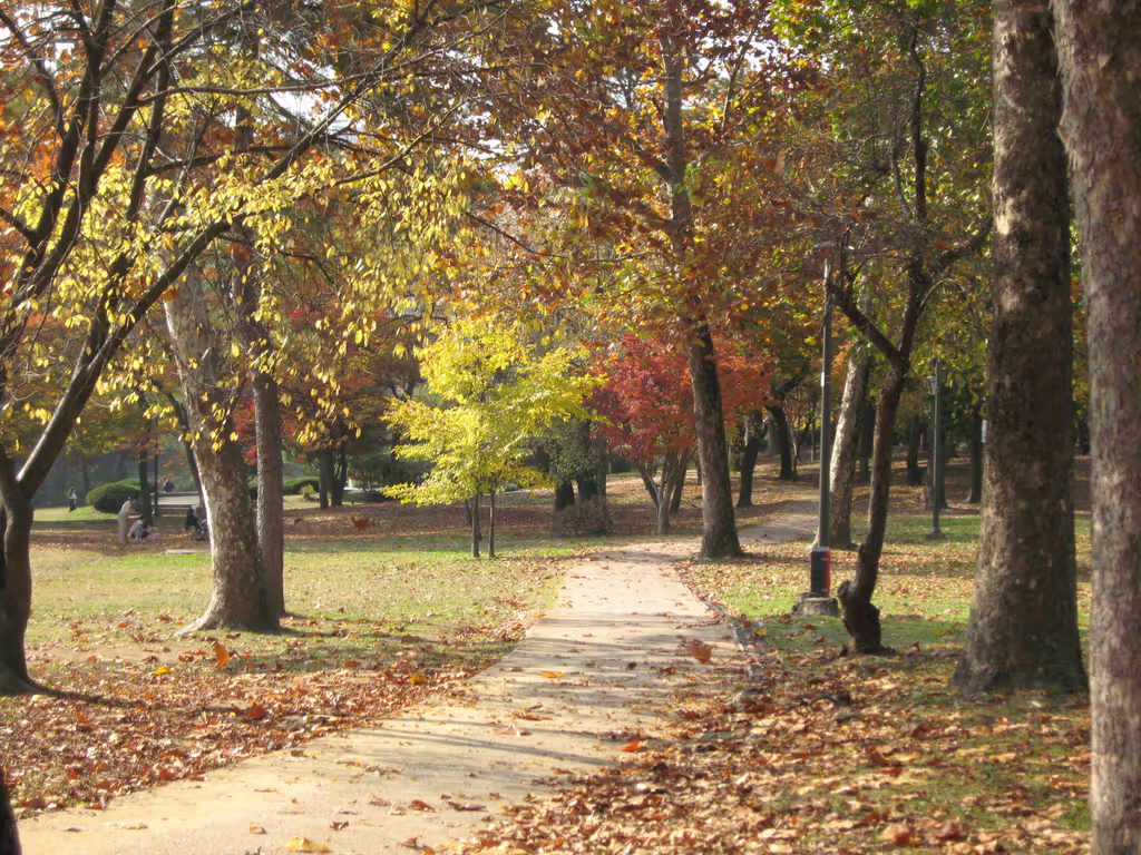 Seoul Private Tour - children's grand park in fall