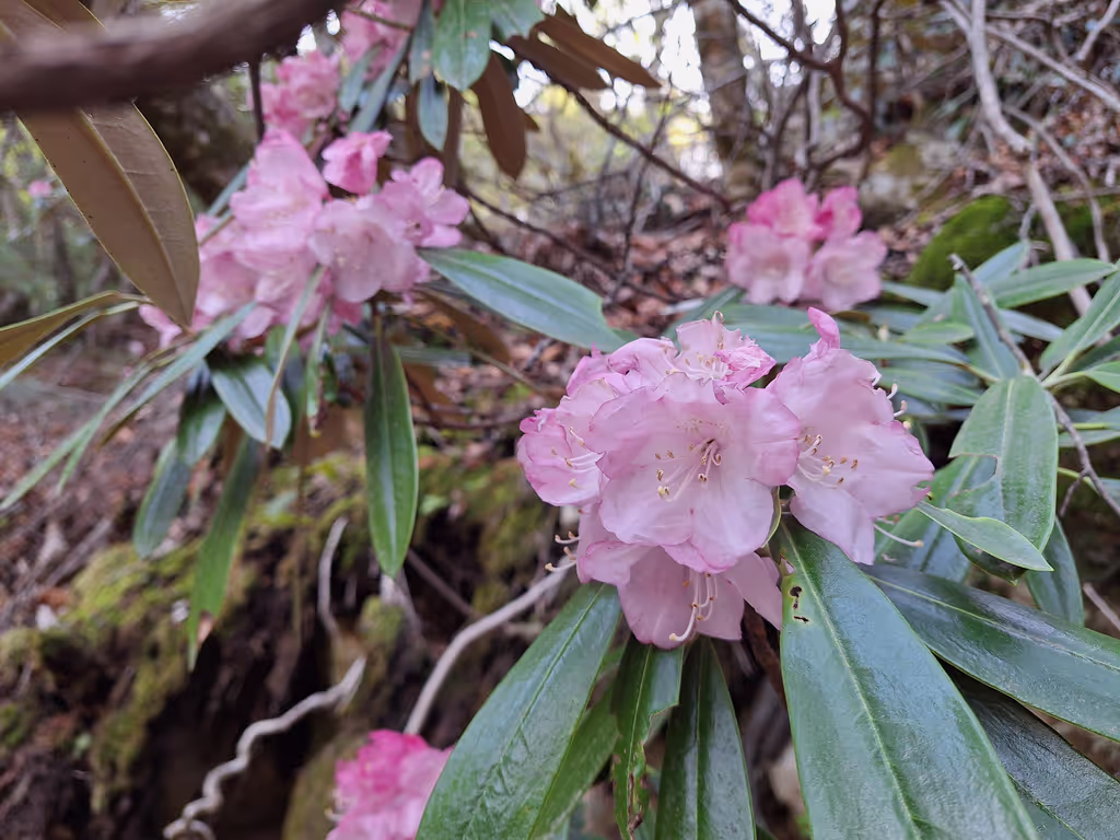 Yamanashi Private Tour - 