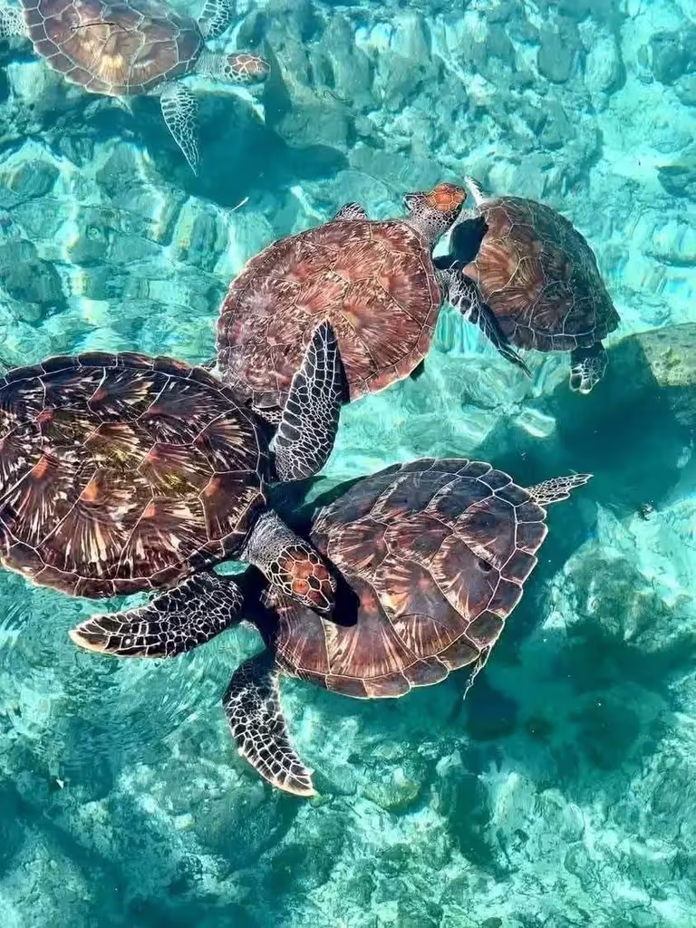 Zanzibar Private Tour - 