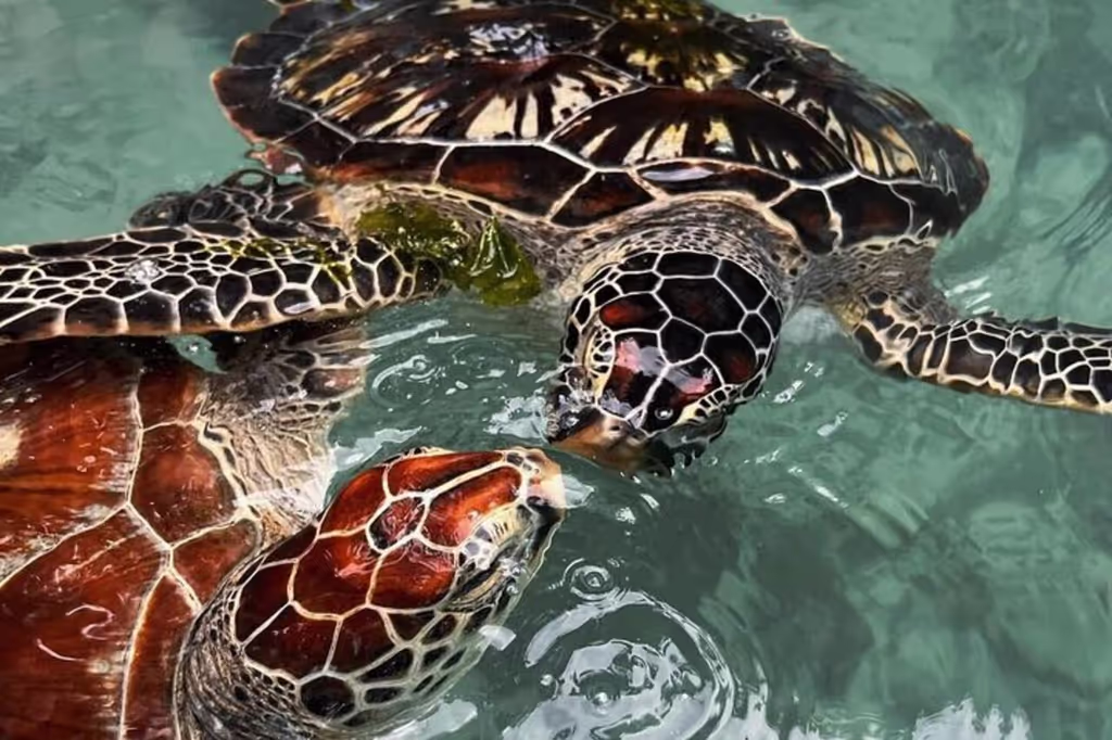 Zanzibar Private Tour - 