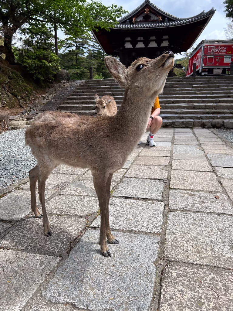 Kyoto Private Tour - 