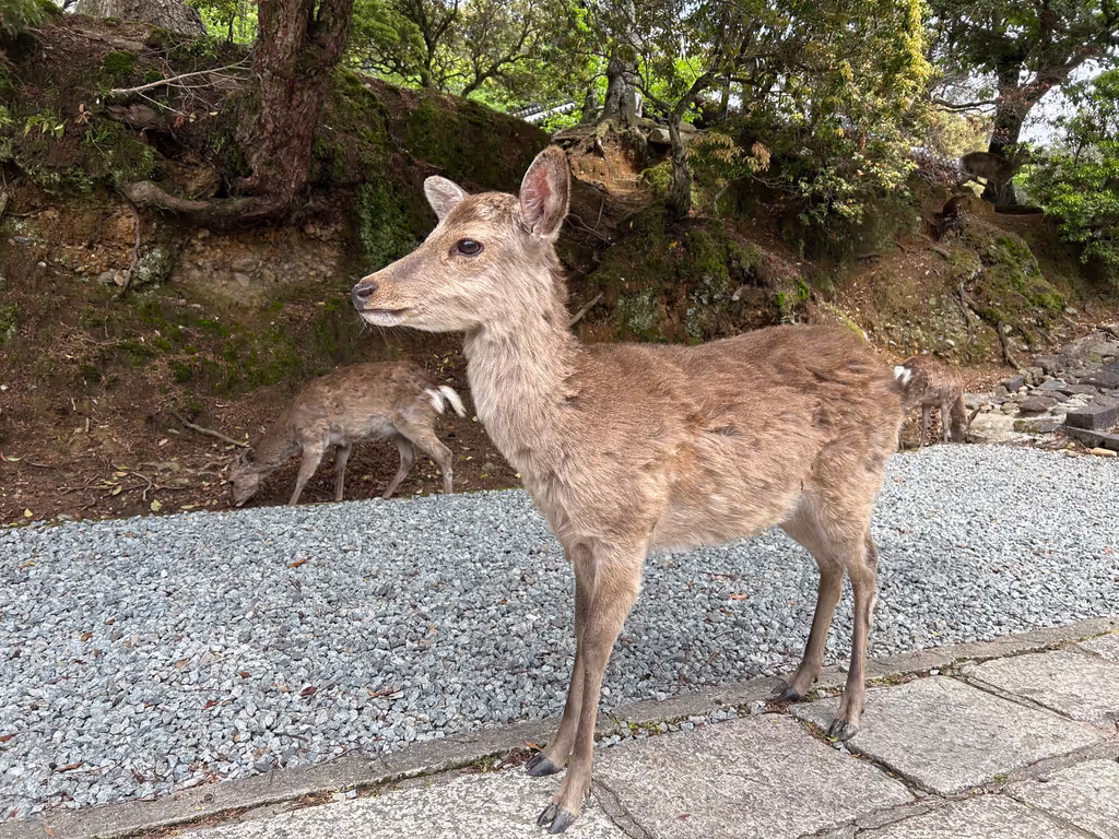 Kyoto Private Tour - 