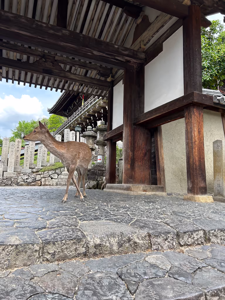 Kyoto Private Tour - 