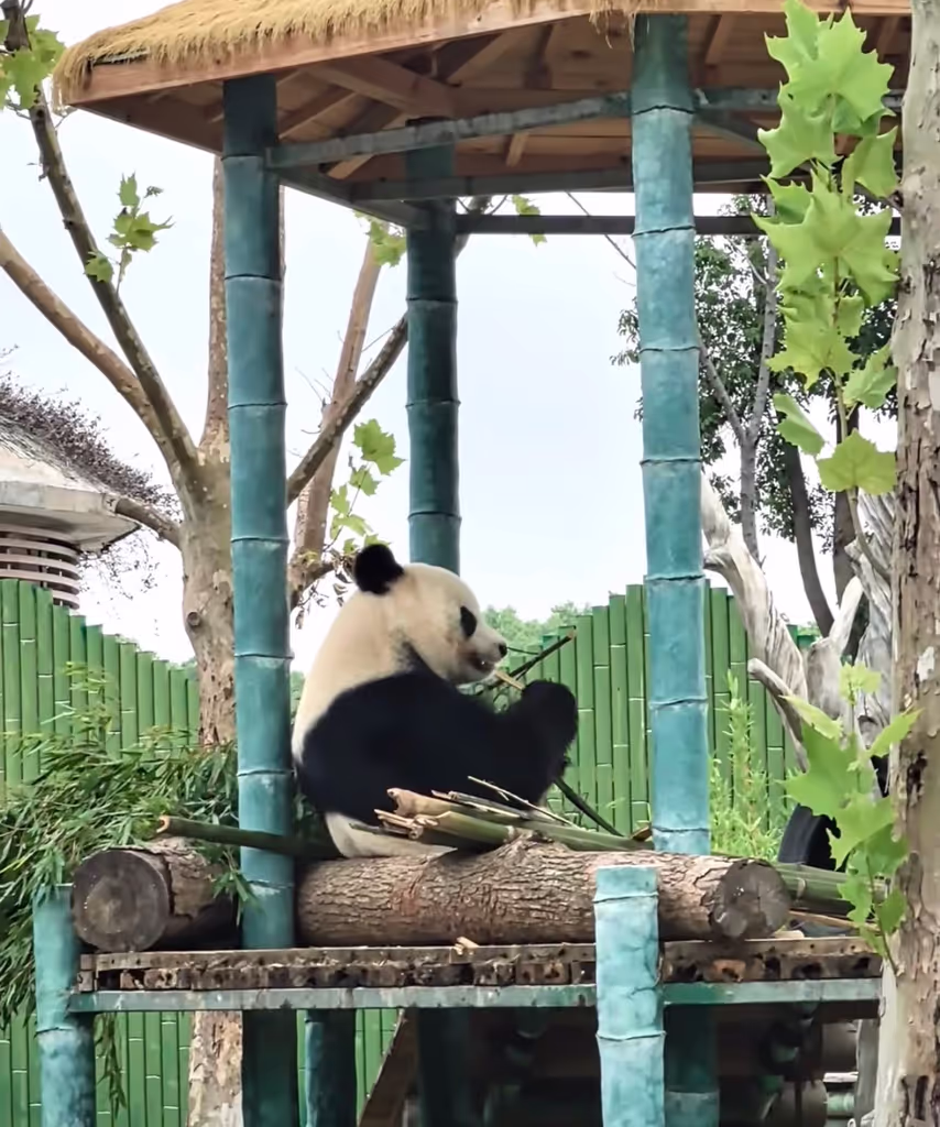 Wuhan Private Tour - Panda Garden of YueYang