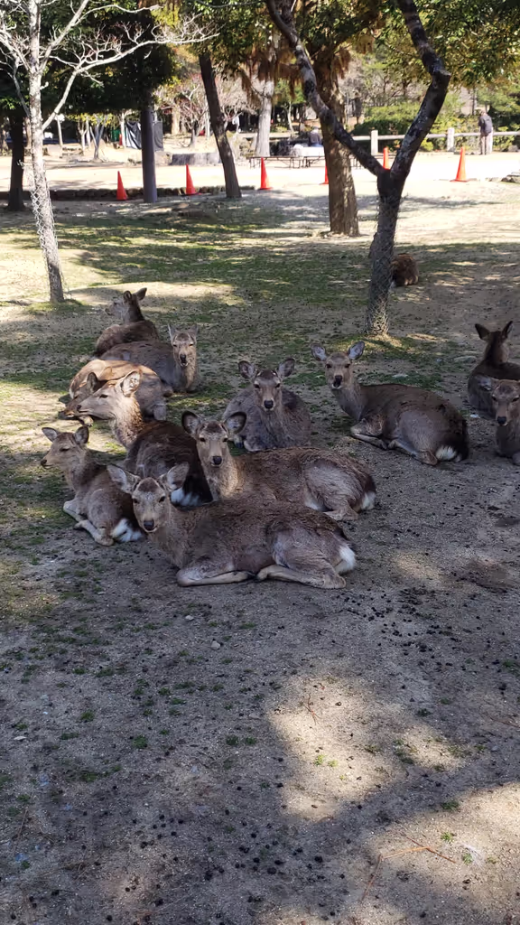 Nara Private Tour - 