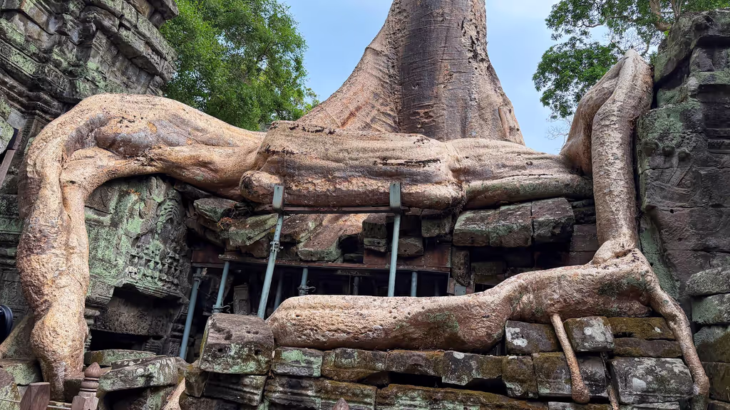 Siem Reap Private Tour - Amazing tree at Ta Prohm temple
