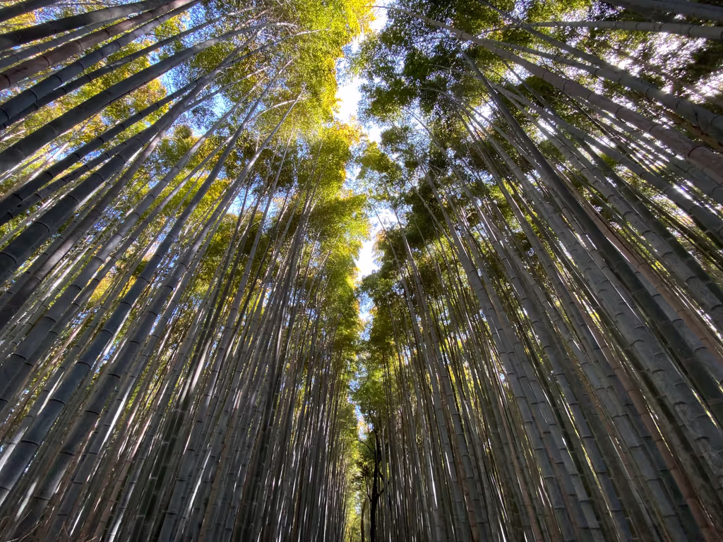 Kyoto Private Tour - 