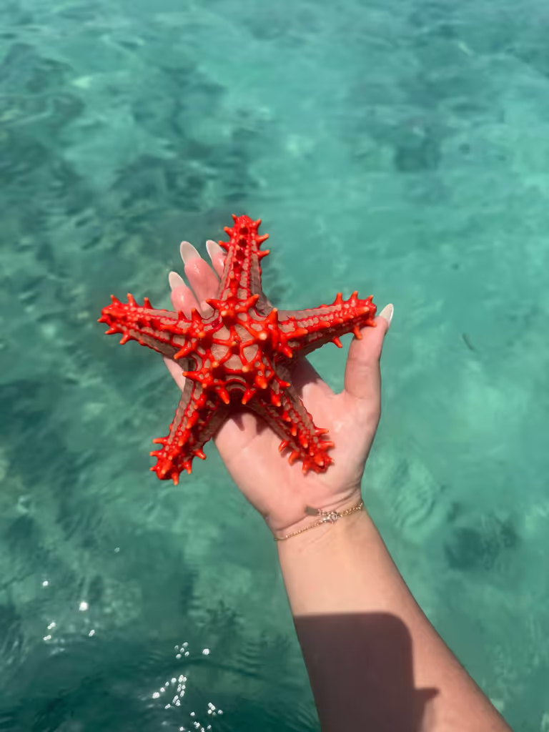 Zanzibar Private Tour - special moment with marine life