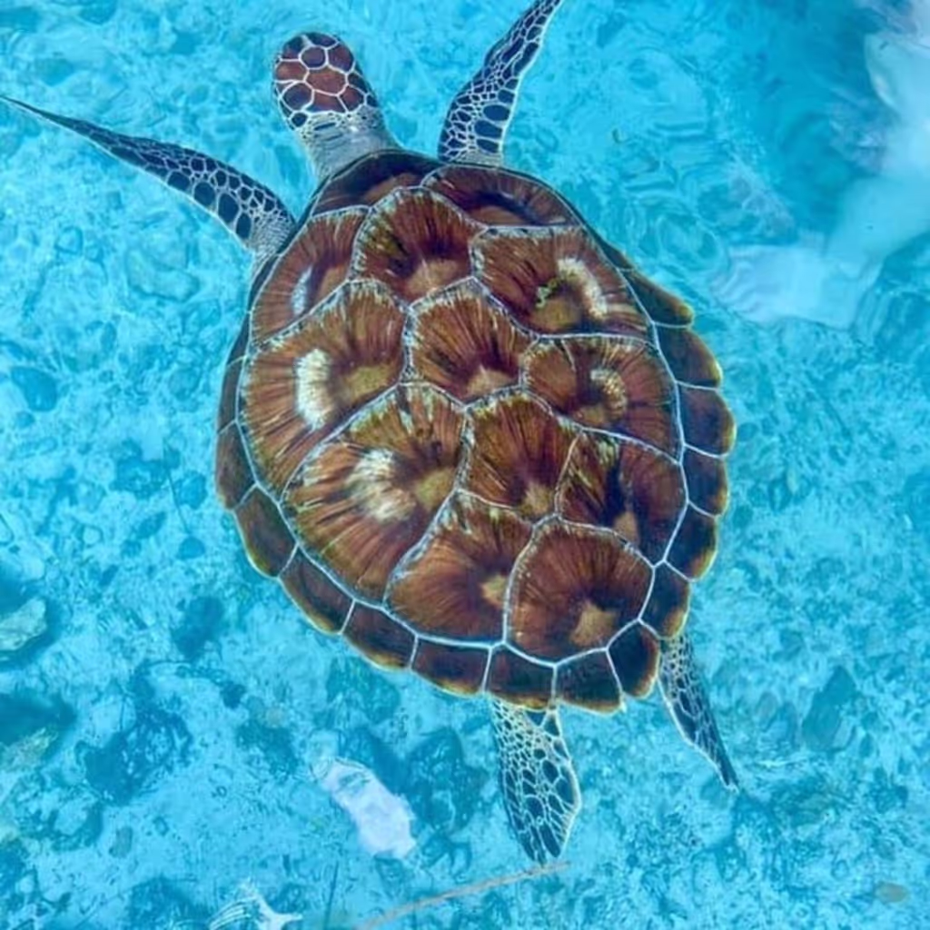 Zanzibar Private Tour - 