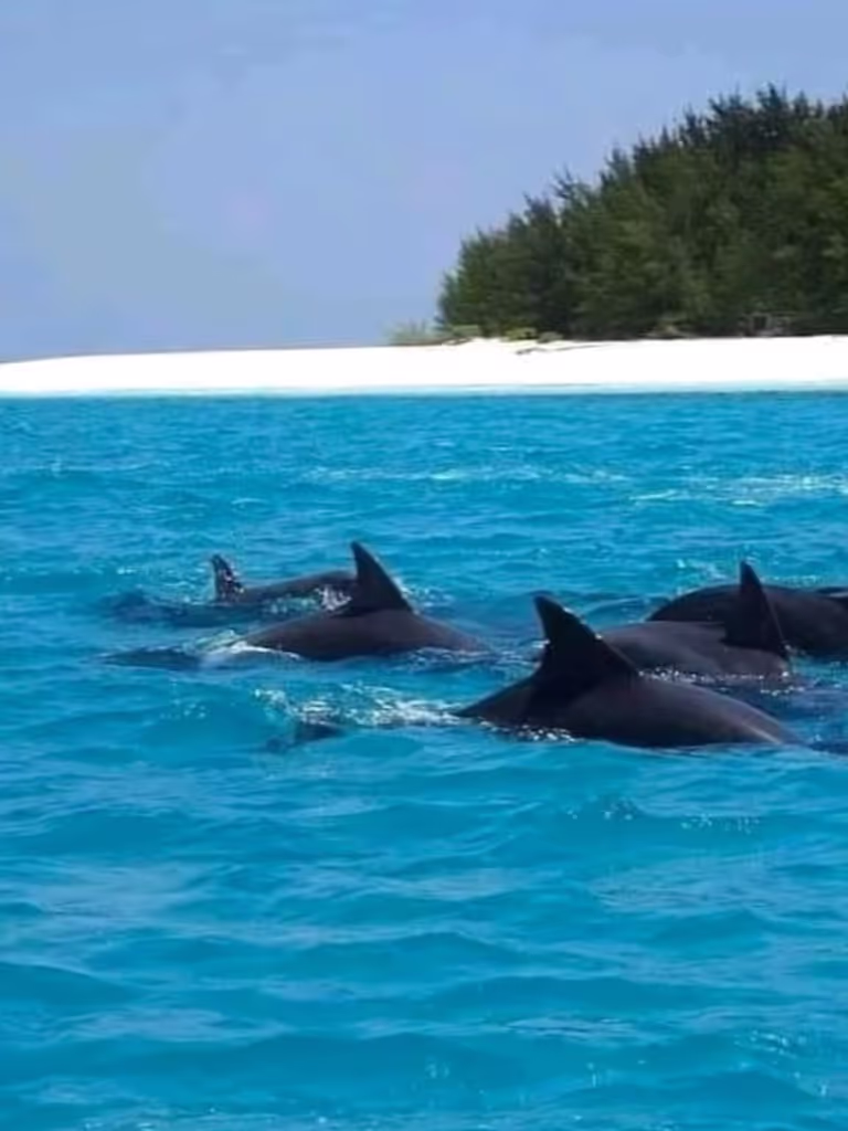 Zanzibar Private Tour - 