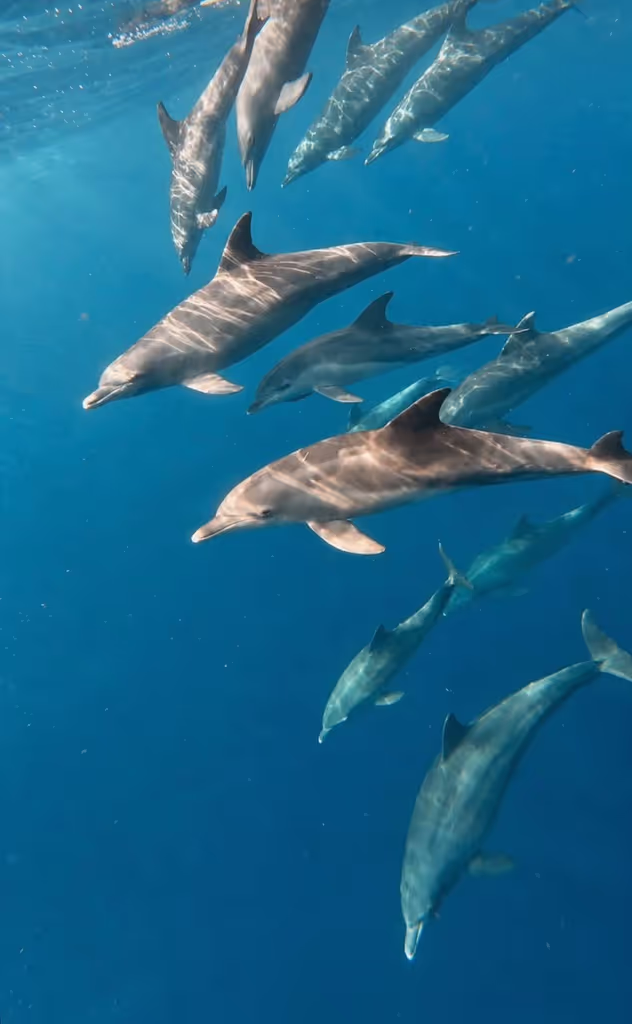 Zanzibar Private Tour - 
