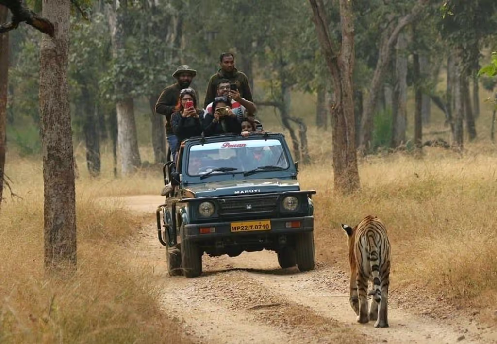 Khajuraho Private Tour - Tiger Walk