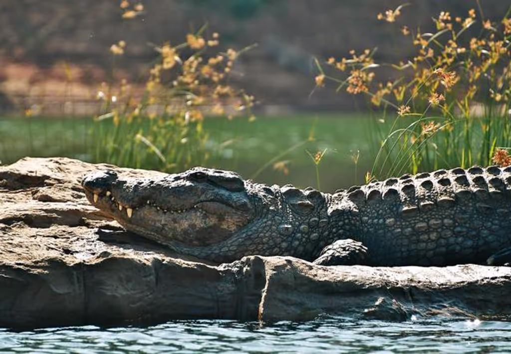 Khajuraho Private Tour - Crocodile