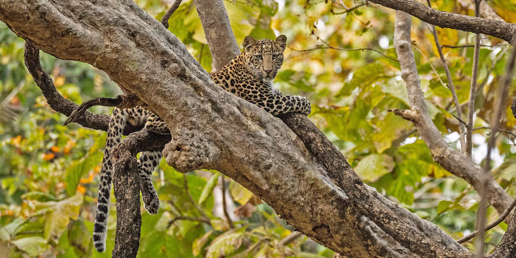 Khajuraho Private Tour - Leopard