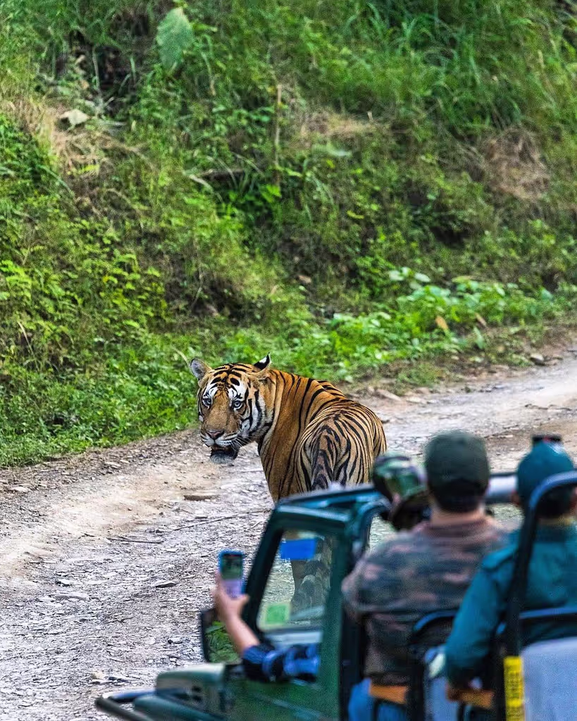Khajuraho Private Tour - Tiger sight