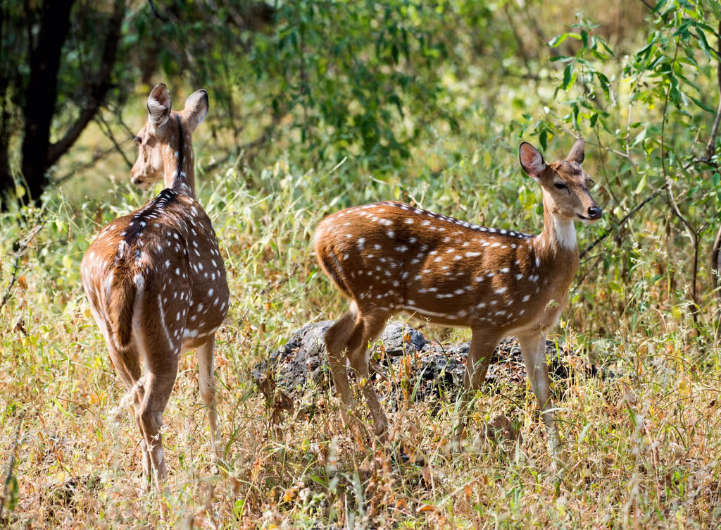 Khajuraho Private Tour - spotted deer