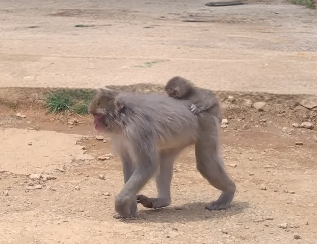 Kyoto Private Tour - Arashiyama Monkey Park (Lovely baby monkey)