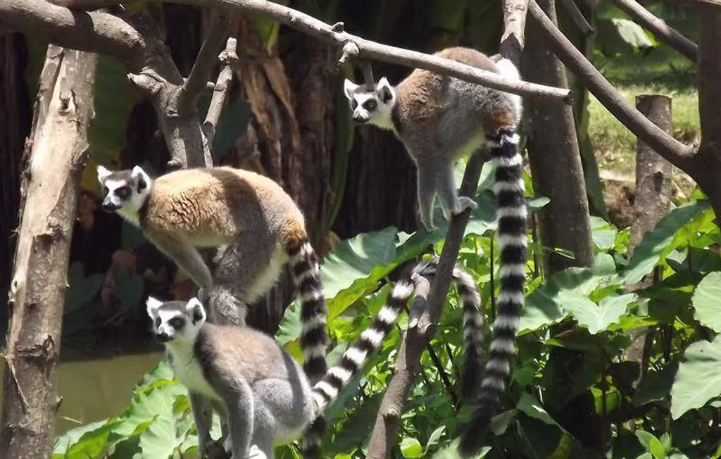 Antananarivo Private Tour - 