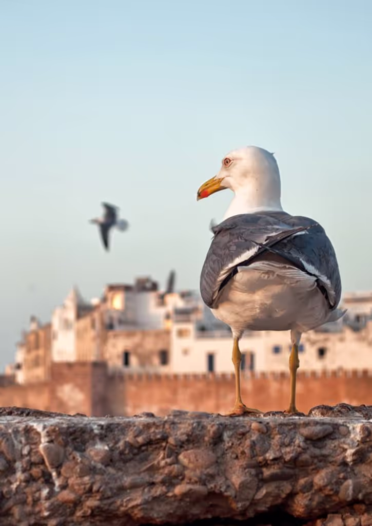 Agadir Private Tour - 