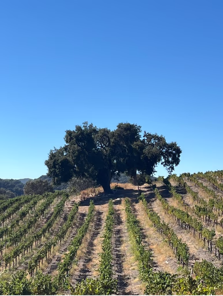 Los Angeles Private Tour - 