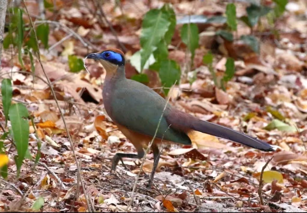 Toliara Private Tour - 