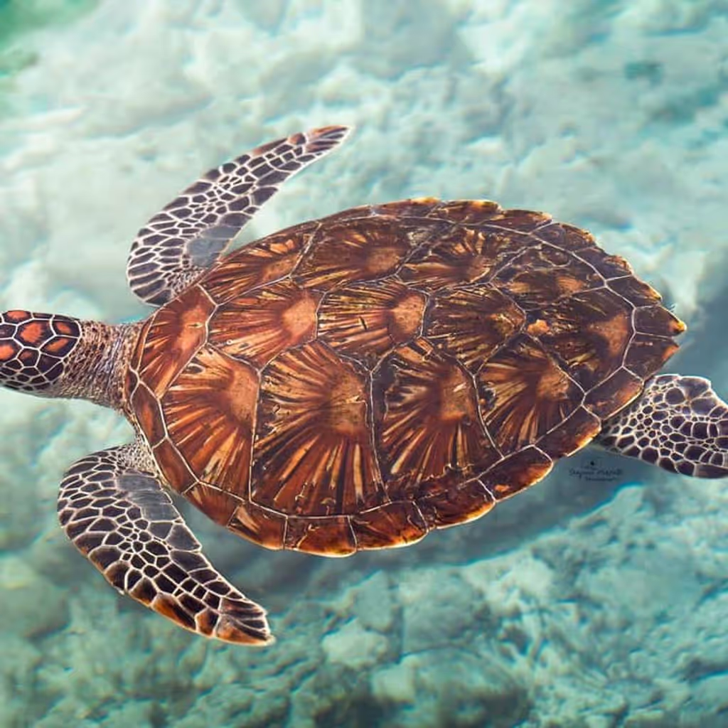 Zanzibar Private Tour - 