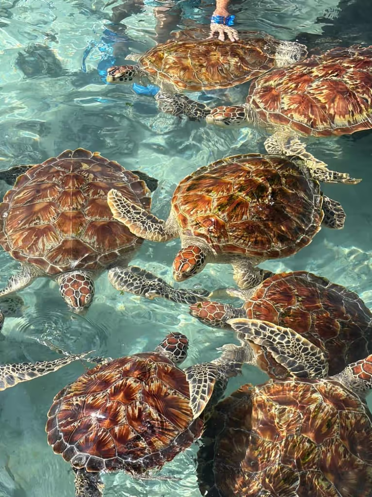 Zanzibar Private Tour - 