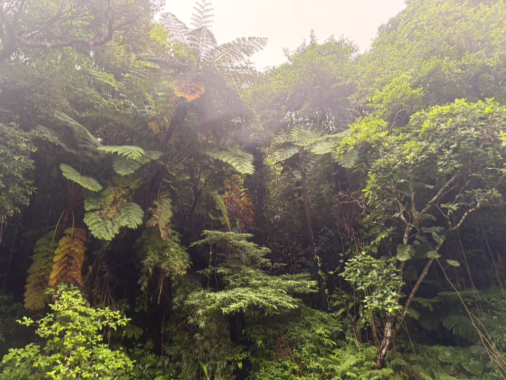 Okinawa Main Island Private Tour - jungle