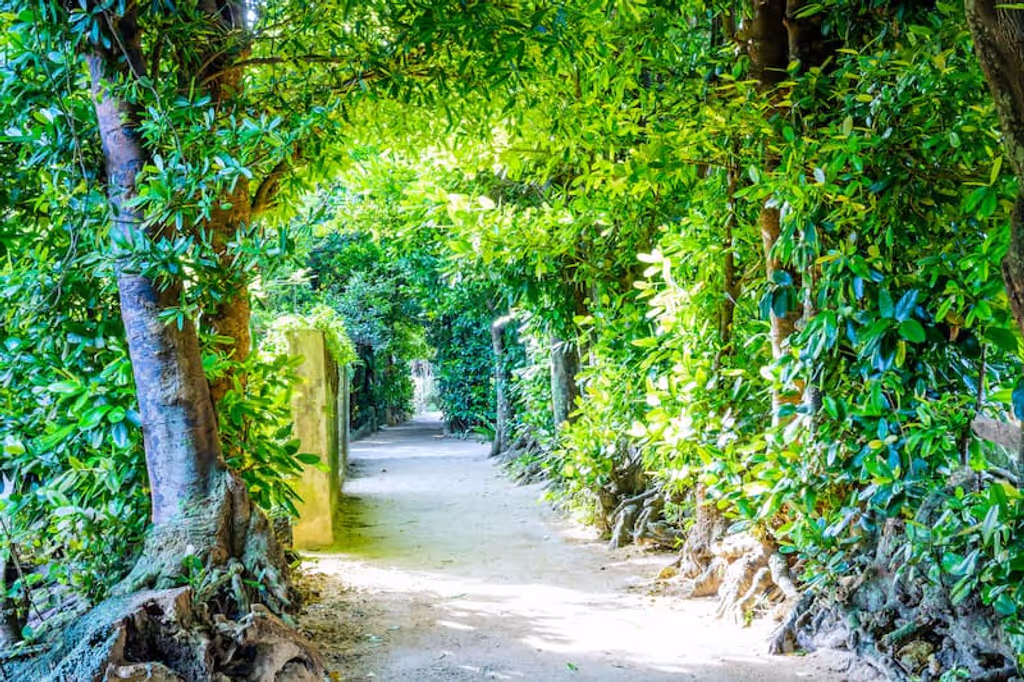 Okinawa Main Island Private Tour - Fukugi walk street