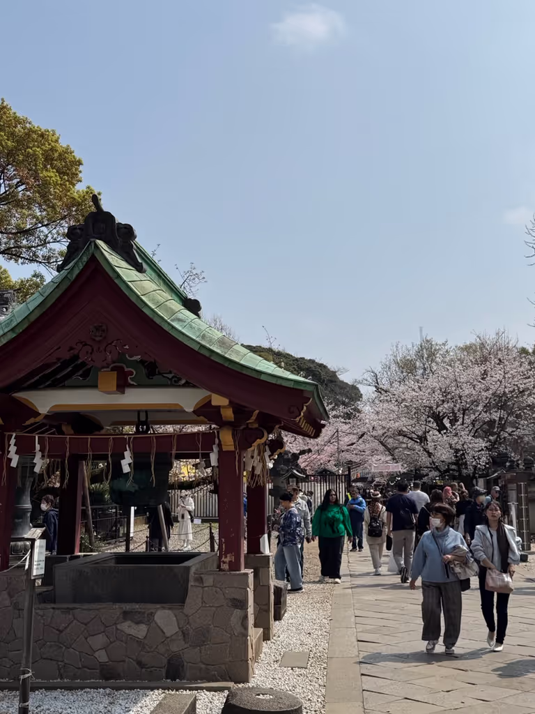 Tokyo Private Tour - Ueno Park Toshogu with cherry blossoms