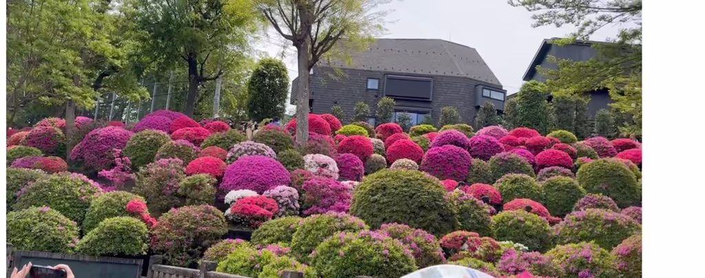 Tokyo Private Tour - Nezu Shrine in May