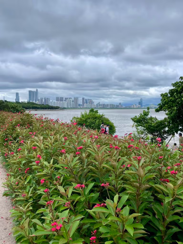 Shenzhen Private Tour - Shenzhen Bay