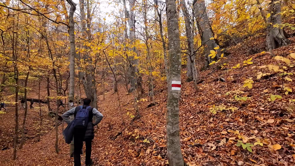 Yerevan Private Tour - Hiking through the emerald forests of Dilijan Nati