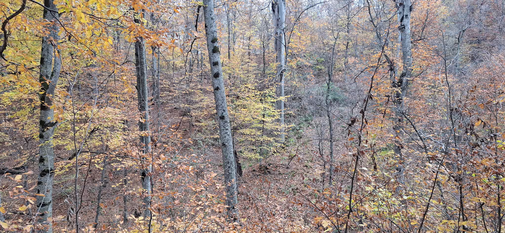 Yerevan Private Tour - Hiking through the emerald forests of Dilijan Nati