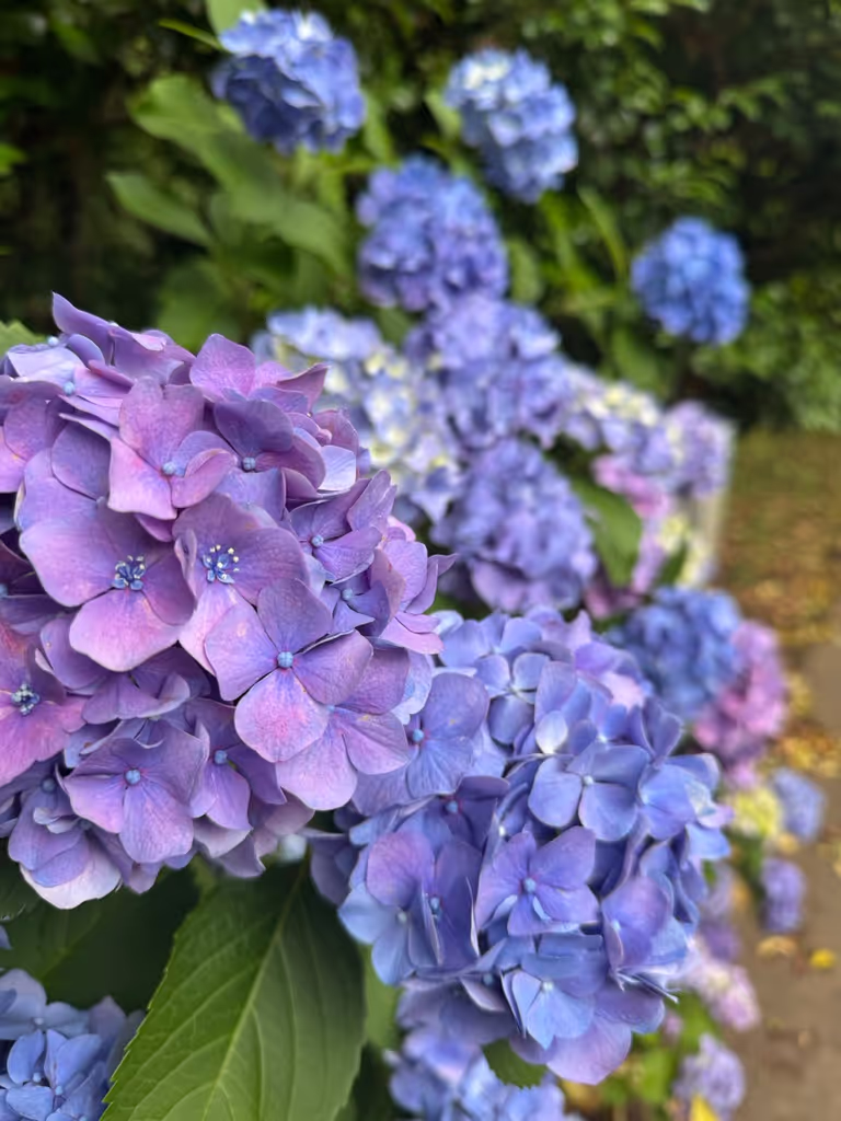 Tokyo Private Tour - 