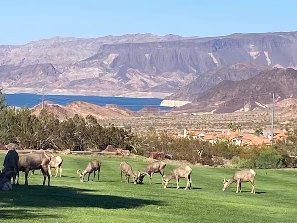 Las Vegas Private Tour - Big Hork Sheep at  Hemenway Park