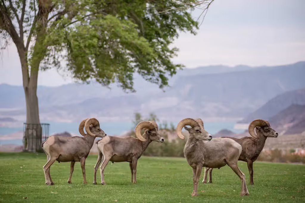 Las Vegas Private Tour - Big Horn Sheep at Hemenway Park
