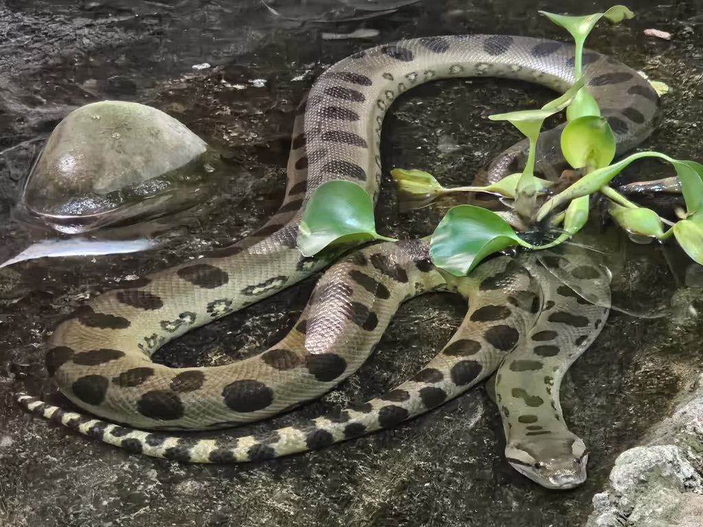 Agadir Private Tour - anaconda