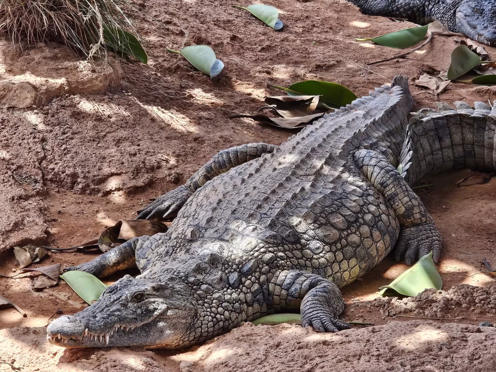 Agadir Private Tour - crocodile