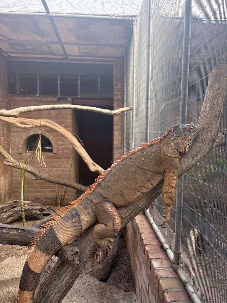 Agadir Private Tour - iguanas