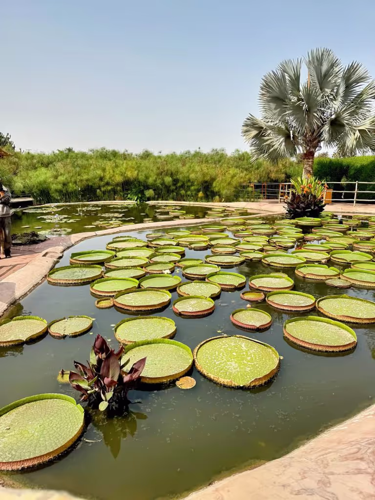 Agadir Private Tour - Crocopark
