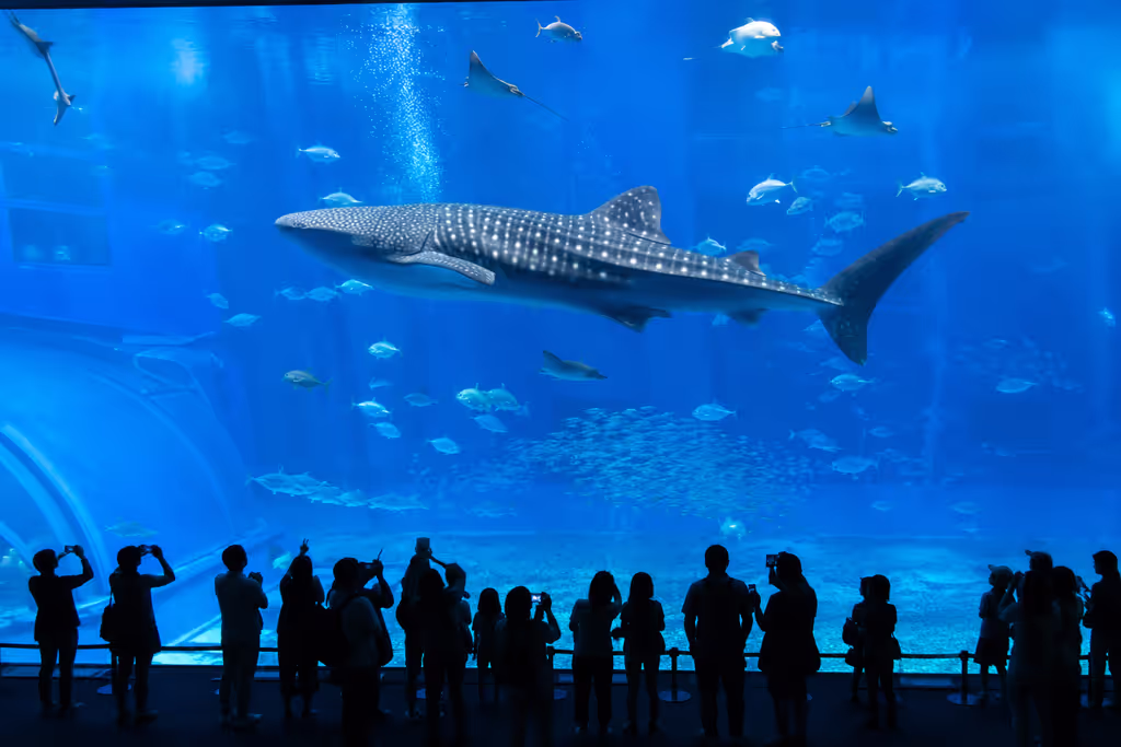 Okinawa Main Island Private Tour - Churaumi Aquarium