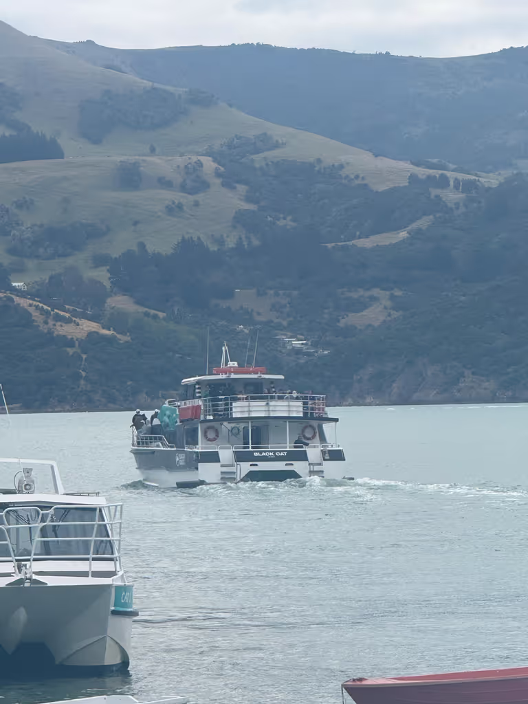Christchurch Private Tour - dolphin cruise