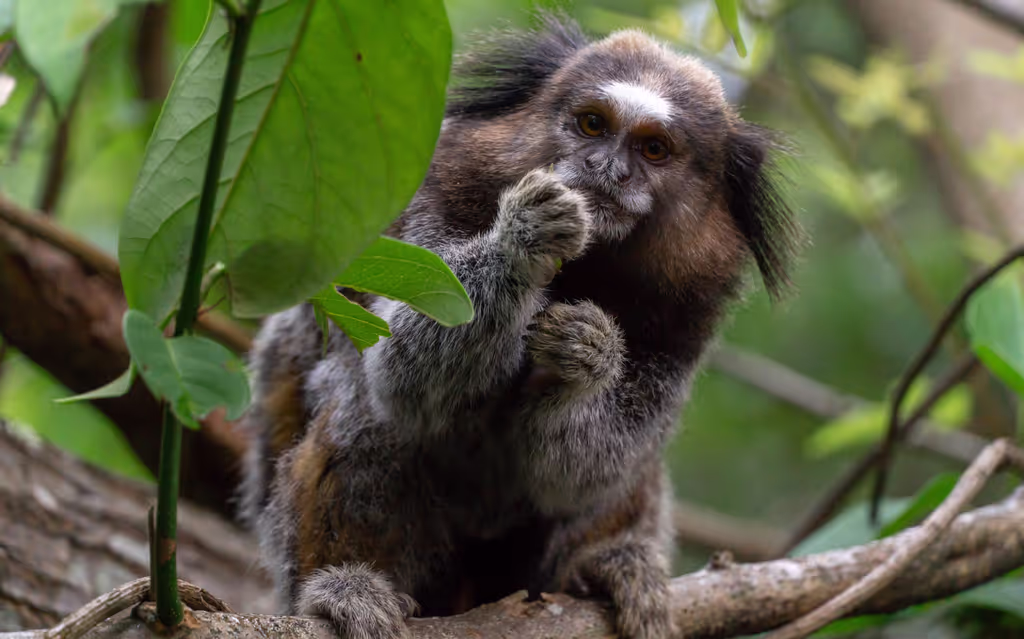 Florianopolis Private Tour - Little monkeys