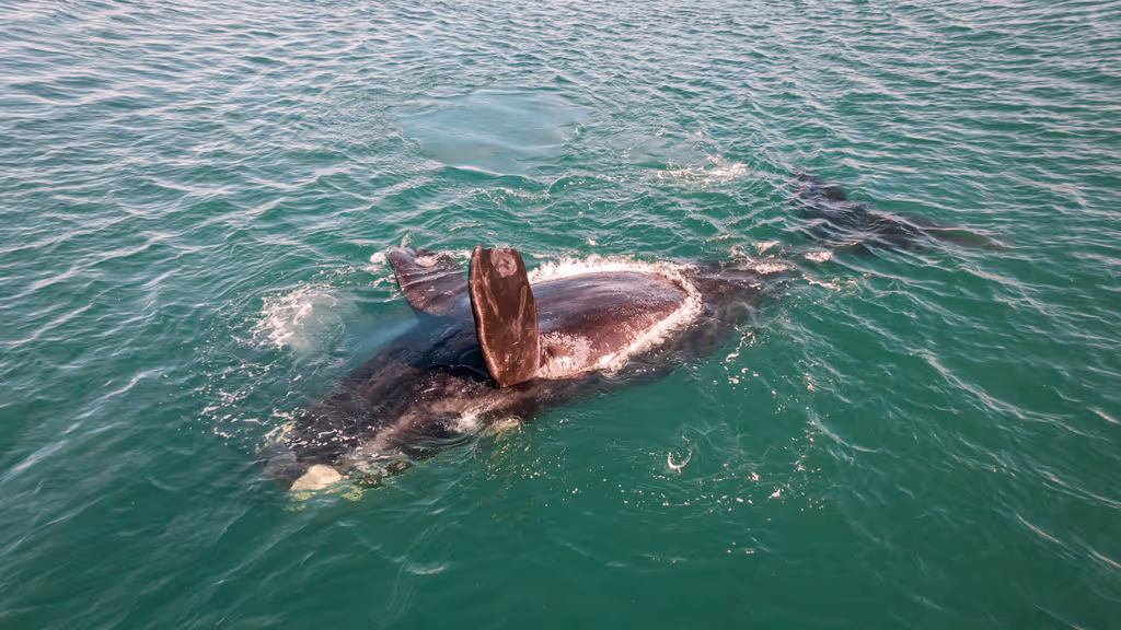Florianopolis Private Tour - We may spot whales in our winter time!